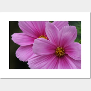 Two Pink Flowers Cosmo Daisies Macro Posters and Art